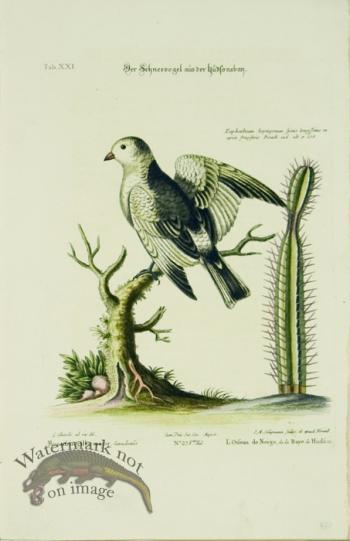 SB 06  Montifringilla major, L'Oifeau de Neige